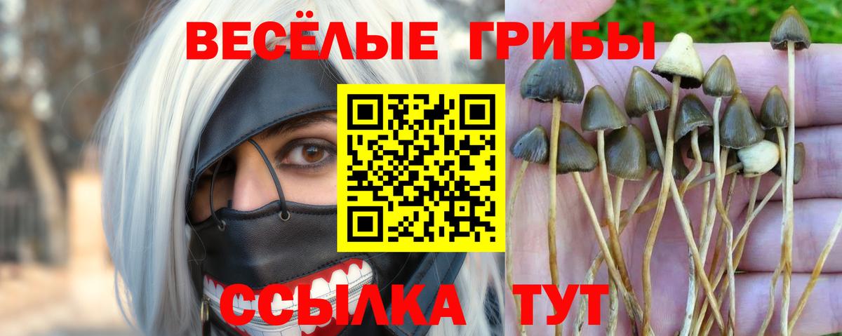 Псилоцибиновые грибы прущие грибы  Вход с VPN  Псилоцибиновые грибы GOLDEN TEACHER  как найти закладки  Воронеж 
